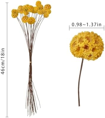 24 PCS Dried Craspedia Billy Balls Flowers Yellow