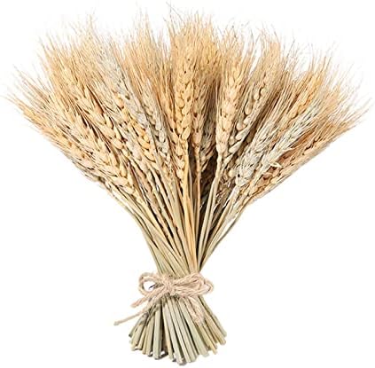 100 Pieces Dried Wheat for Flower Arrangements and Decor