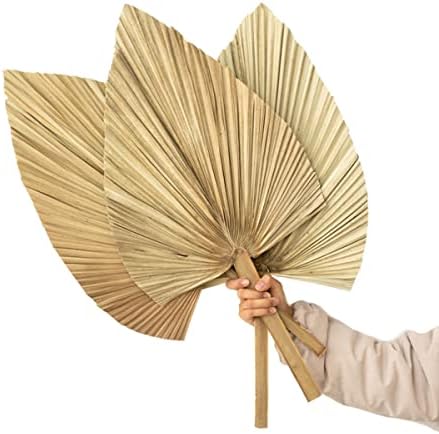 Palm Spears 4PCS Dried Natural Plant Decor