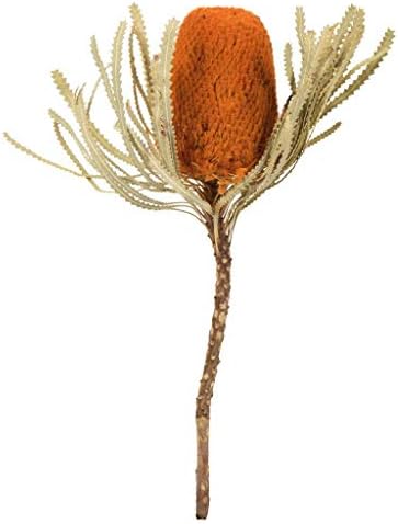 Vickerman 12 Inch Autumn Banksia Flowers 3 Pack