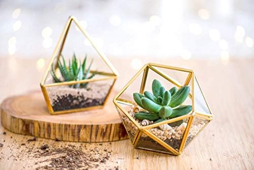 Mkono Artificial Succulent in Clear Glass Pot