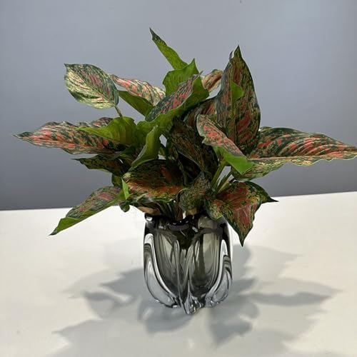 Shirfloral 2 Pcs Artificial Variegated Pink Tradescantia Plants