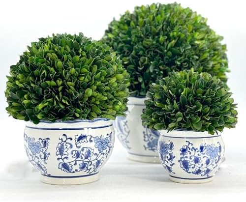 Galt International 7 Inch Preserved Boxwood Ball in Blue White Pot Planter