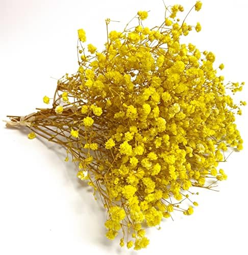 Preserved Babys Breath Flowers 3 Bunches Yellow for Decor