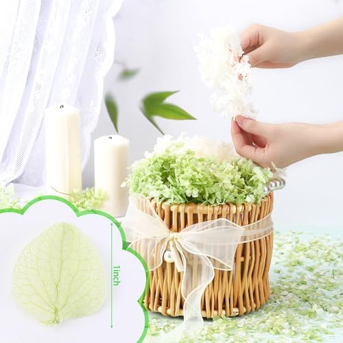 Real Dried Hydrangea Petals White and Green 21 Oz Pack