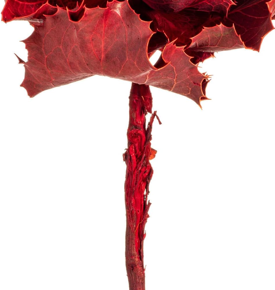 Vickerman 8 Inch Dried Red Queen Flower
