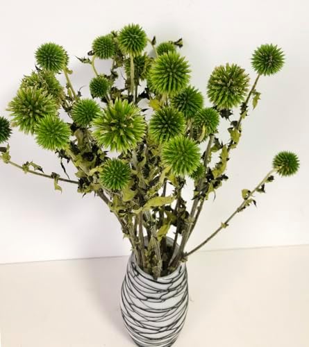 DongArts Preserved Echinops Globe Thistle Flowers