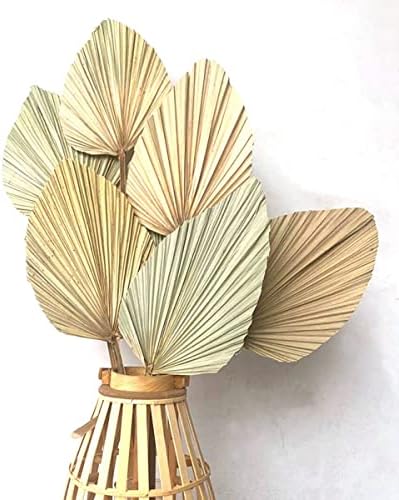 Palm Spears 4PCS Dried Natural Plant Decor