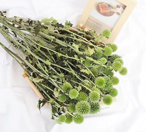 DongArts Preserved Echinops Globe Thistle Flowers