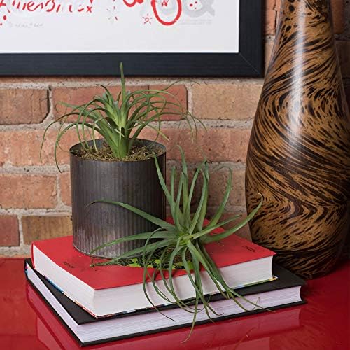 Vickerman Artificial Frosted Green Grass Stem 8 - 3 Pack