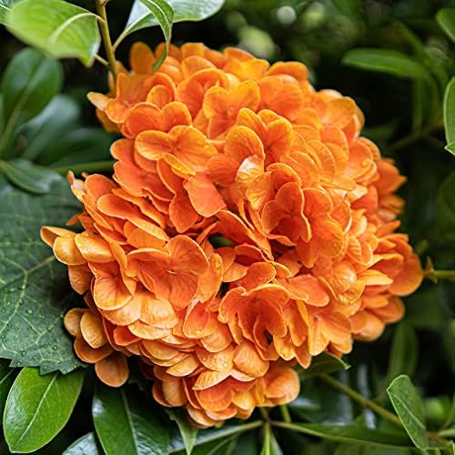3PCS 22 Inch Realistic Artificial Hydrangeas Orange