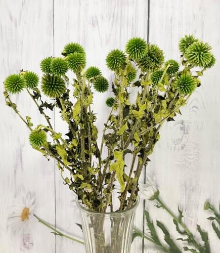 DongArts Preserved Echinops Globe Thistle Flowers