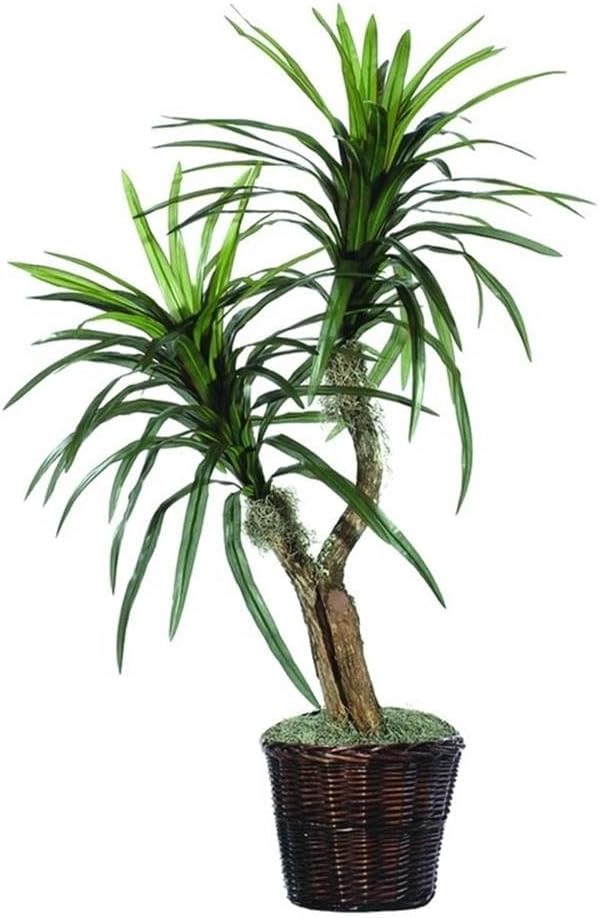 Vickerman Everyday 4ft Artificial Marginata Bush in Rattan Basket