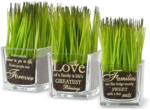 National Tree Company Plant Decor Set with Glass Cups