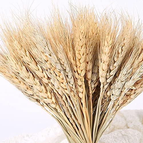 100 Pieces Dried Wheat for Flower Arrangements and Decor