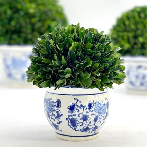 Galt International 7 Inch Preserved Boxwood Ball in Blue White Pot Planter