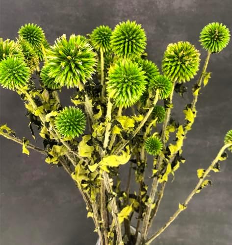 DongArts Preserved Echinops Globe Thistle Flowers