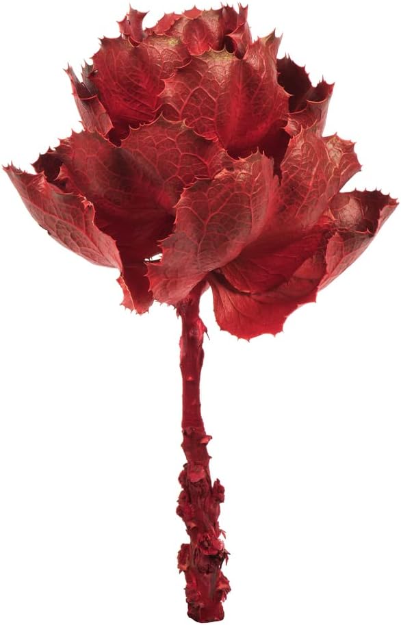 Vickerman 8 Inch Dried Red Queen Flower