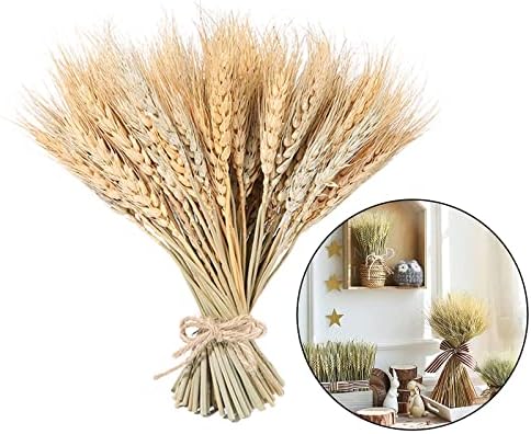 100 Pieces Dried Wheat for Flower Arrangements and Decor