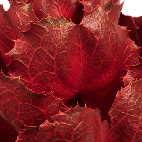 Vickerman 8 Inch Dried Red Queen Flower