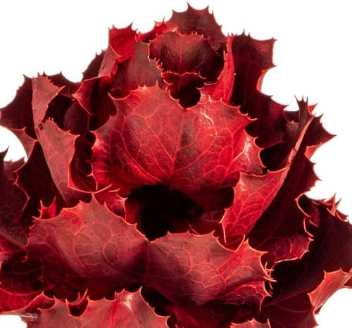 Vickerman 8 Inch Dried Red Queen Flower