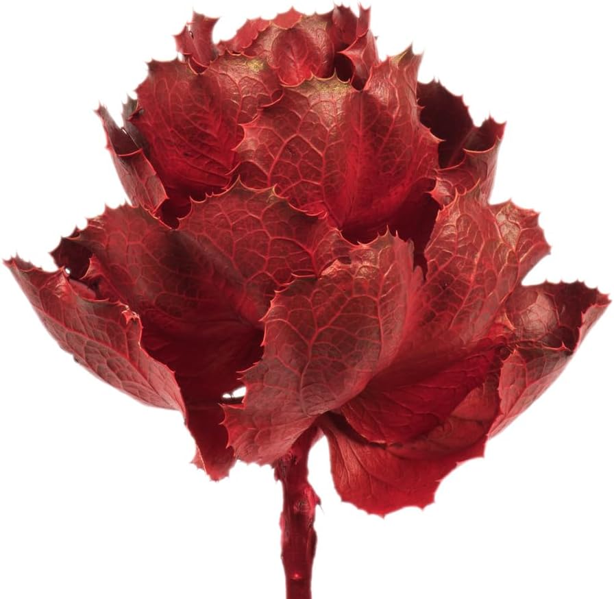 Vickerman 8 Inch Dried Red Queen Flower