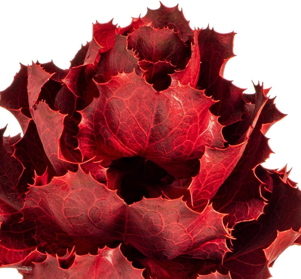 Vickerman 8 Inch Dried Red Queen Flower