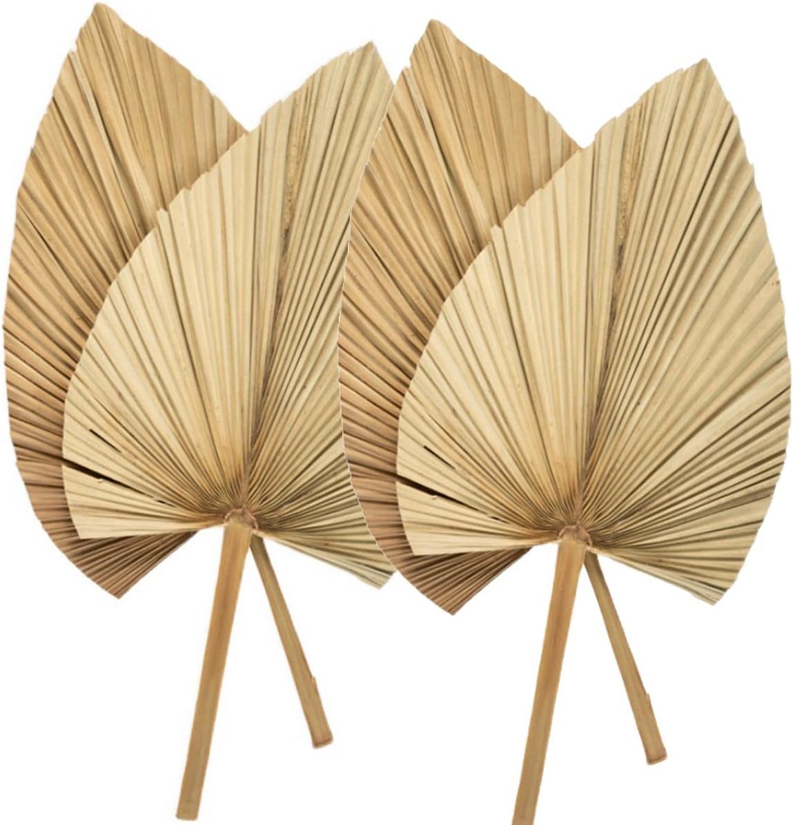 Palm Spears 4PCS Dried Natural Plant Decor