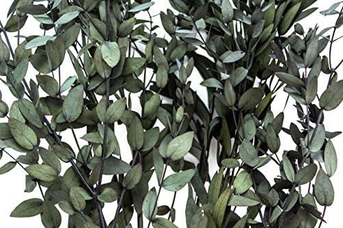SuperMoss Dried Flowers Parvifolia Green 35 oz
