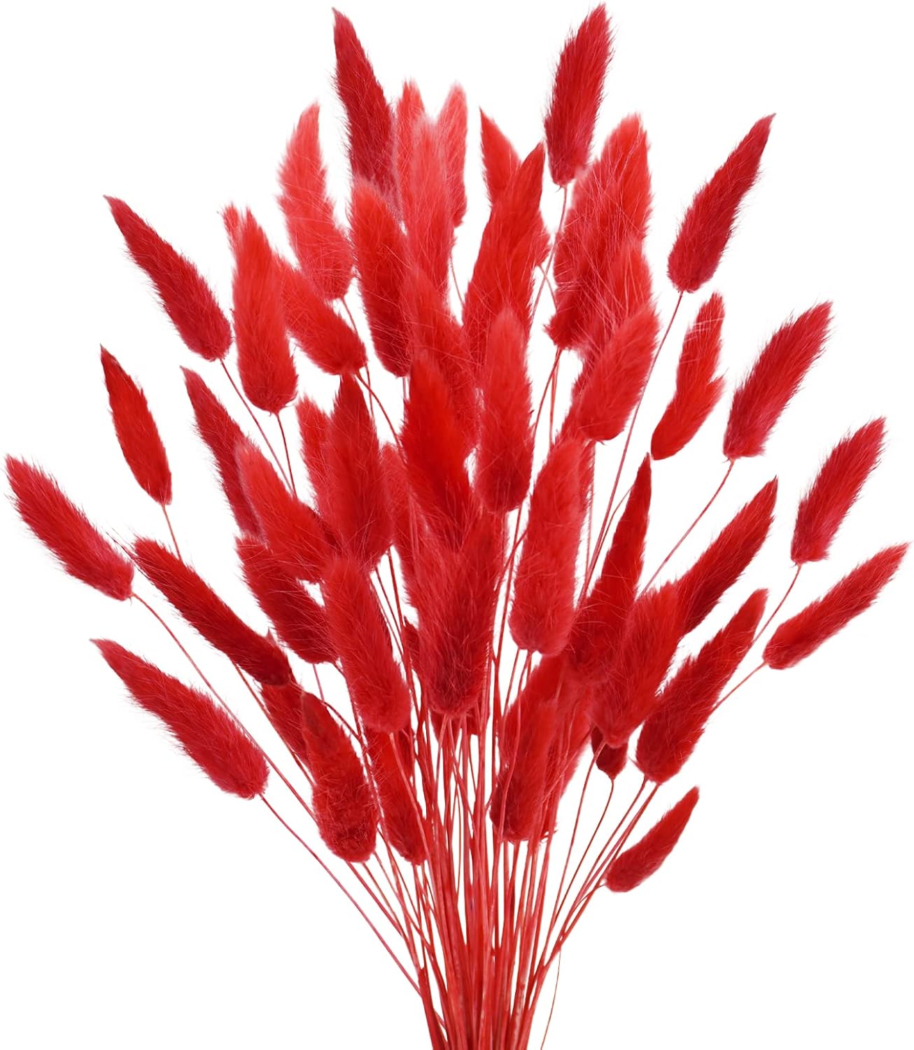 Uieke 17 Inch Natural Red Bunny Tails Dried Flowers 240 Pcs
