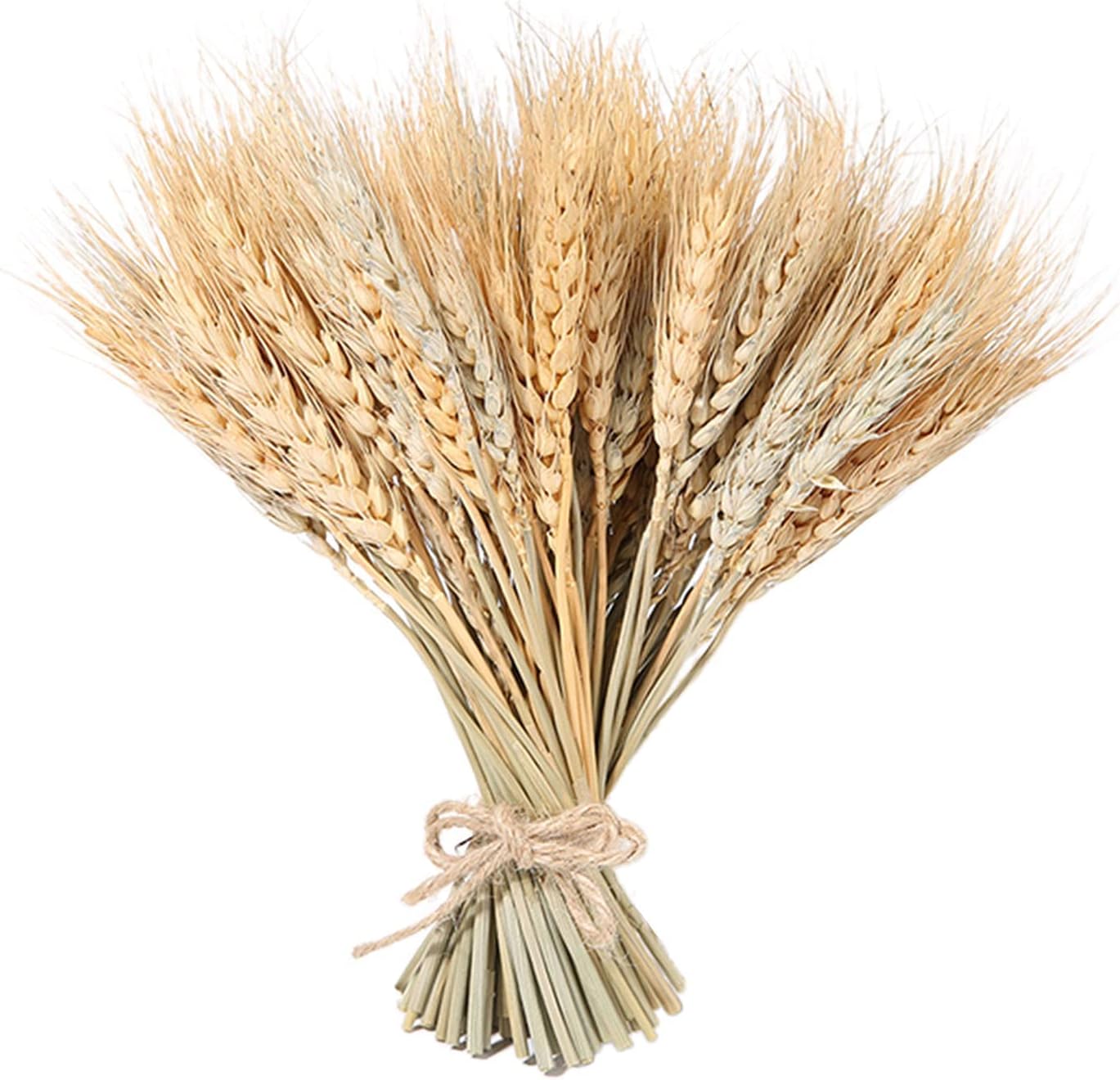 100 Pieces Dried Wheat for Flower Arrangements and Decor