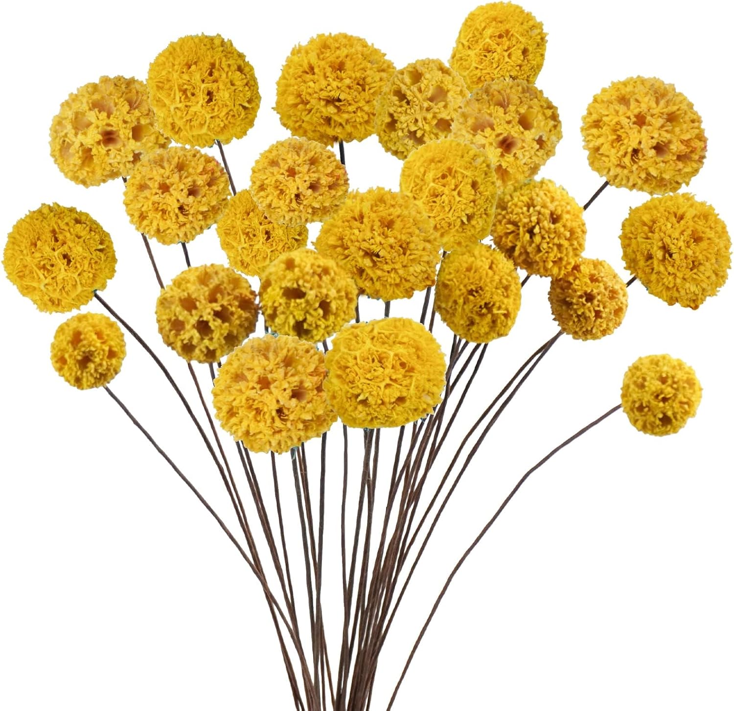 24 PCS Dried Craspedia Billy Balls Flowers Yellow