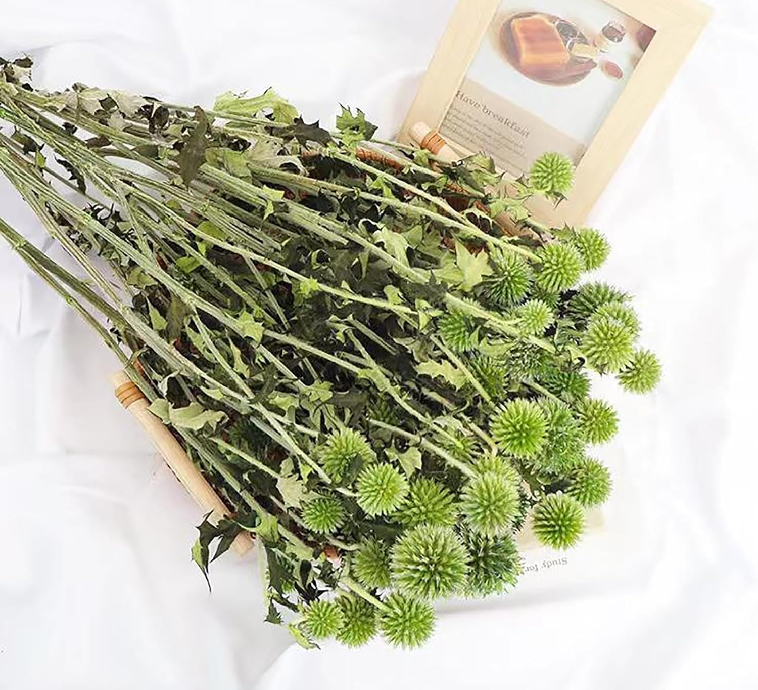 DongArts Preserved Echinops Globe Thistle Flowers