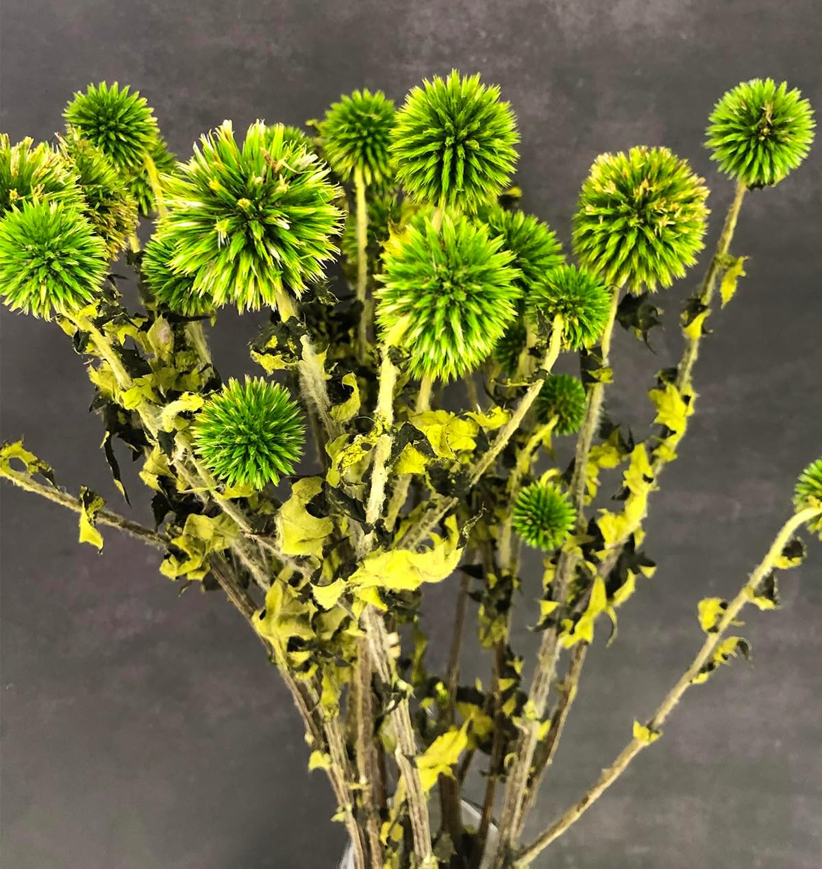 DongArts Preserved Echinops Globe Thistle Flowers