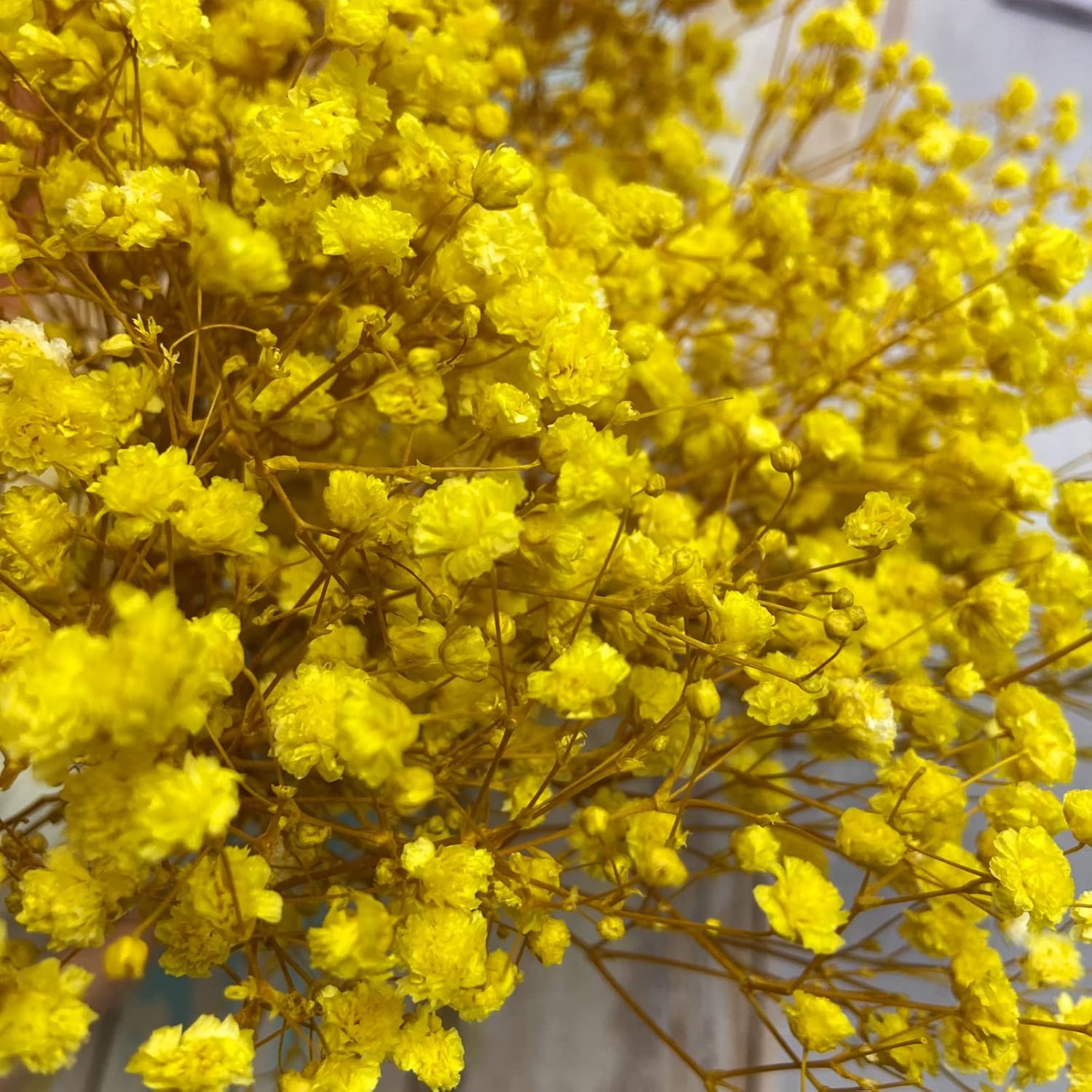 Preserved Babys Breath Flowers 3 Bunches Yellow for Decor