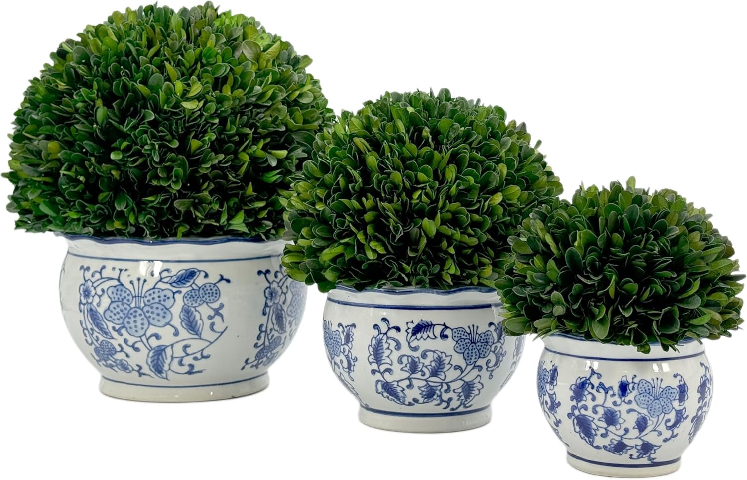 Galt International 7 Inch Preserved Boxwood Ball in Blue White Pot Planter