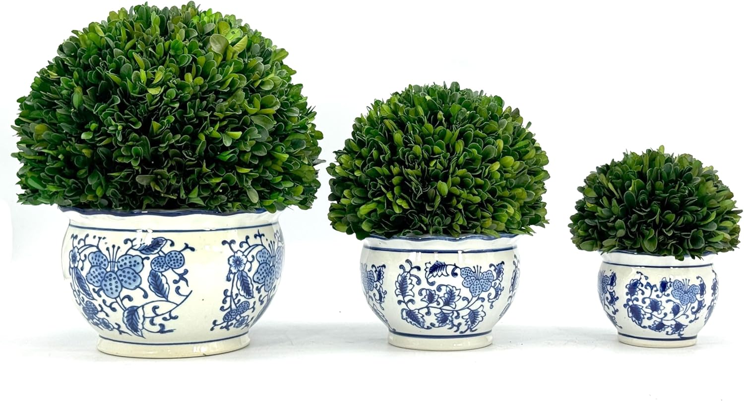 Galt International 7 Inch Preserved Boxwood Ball in Blue White Pot Planter