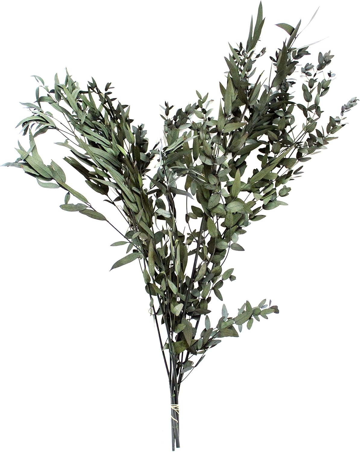SuperMoss Dried Flowers Parvifolia Green 35 oz